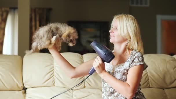 Cura dell'animale domestico. Una donna tiene in mano un cucciolo, lo asciuga con un asciugacapelli — Video Stock