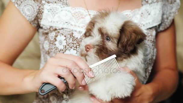 A woman is combing a puppy after bathing. Pet care — Stock Video