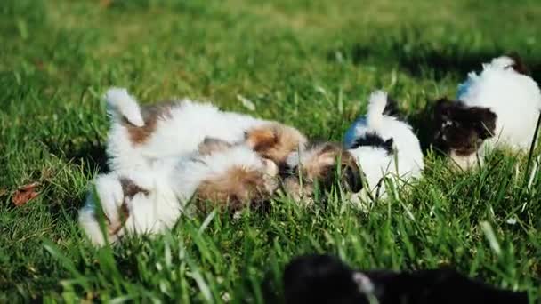 Filhotes de cachorro ativos engraçados brincam uns com os outros na grama — Vídeo de Stock