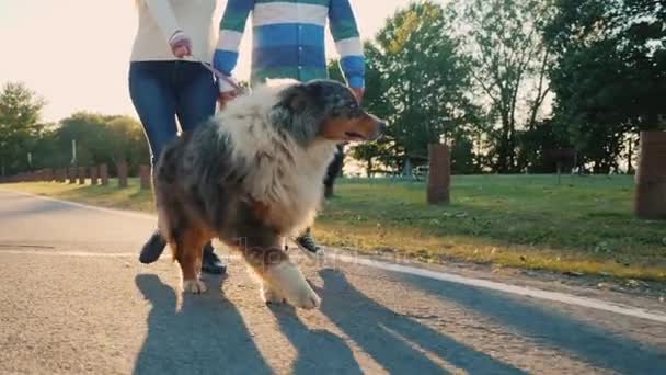 Романтическая пара гуляет в парке с собакой. Австралийская овчарка на прогулку — стоковое видео