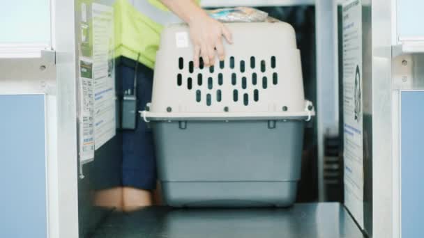 The airport employee takes a cage with scurvy from the scales. Transportation of pets — Stock Video