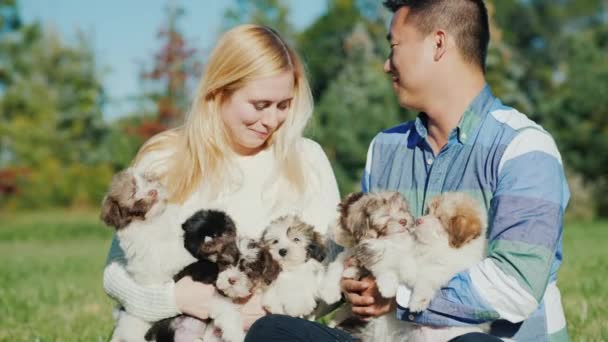 A joyous young couple holds many small puppies on their hands. Choose a pet — Stock Video