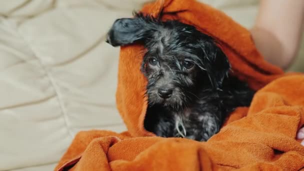 Köpek sahibi banyo sonra bir havlu ile siyah bir köpek yavrusu siler. Belgili tanımlık köpek yavrusu soğuk ile sarsılıyor. Evde beslenen hayvan kaygı