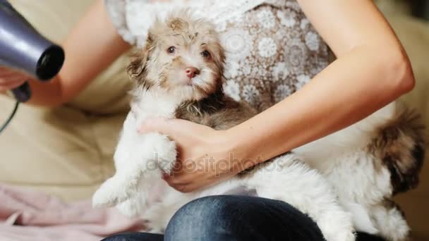 Uma mulher segura um cachorro na mão, seca-o com um secador de cabelo — Vídeo de Stock