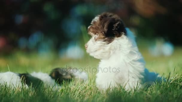 Lovely puppies playing in green grass — Stock Video