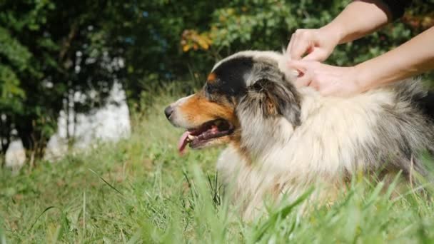 Για τη θεραπεία του δέρματος ενός σκύλου ένα παρασκεύασμα από παράσιτα - ψύλλους και τσιμπούρια — Αρχείο Βίντεο