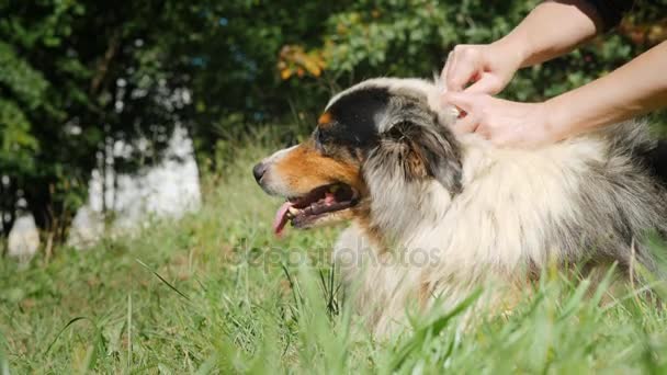 Tratar uma pele de um cão uma preparação de pragas - pulgas e marcas — Vídeo de Stock