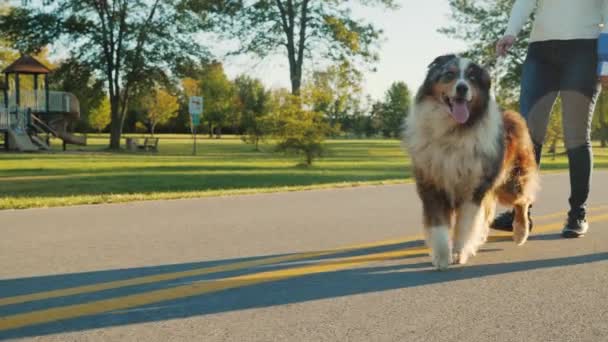 A family couple strolls in the park with their favorite Australian Shepherd. Steadicam shot — Stock Video