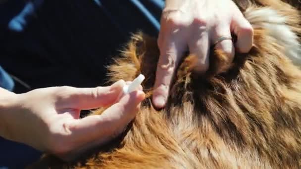 Aplicar la medicina en el pelo de los perros primer plano. Tratamiento contra parásitos, pulgas y garrapatas — Vídeo de stock