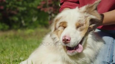 Sahibi eğleniyor köpeğiyle oynuyor. Tortles onun için uygulamada. Hayvanlar kavram ile serin video. Yavaş hareket 180 fps video