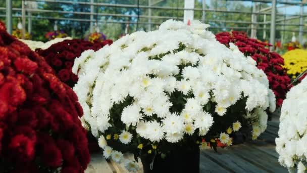 Os crisântemos de cores diferentes estão em vasos no berçário. Contador com flores para venda, loja de flores — Vídeo de Stock