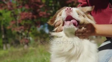 Komik video ile bir köpek. Onun köpek namlu çıkış sahibi alır. Slow motion video