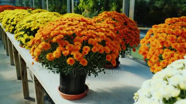 Un certain nombre de pots avec des chrysanthèmes. Fleurs de pépinière. Steadicam shot — Video