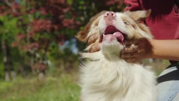 Vídeo engraçado com um cão. O dono escolhe o focinho dos cães. Vídeo em câmera lenta — Vídeo de Stock