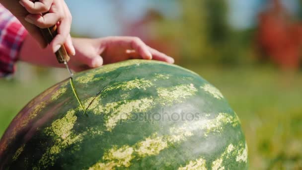 Schneiden Sie mit einem Messer einen Wassermelonenschneider. probieren Sie eine köstliche Frucht. gute Ernte, ökologischer Landbau — Stockvideo