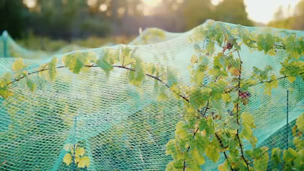 La vigna è coperta da una rete. Protezione dagli uccelli — Video Stock