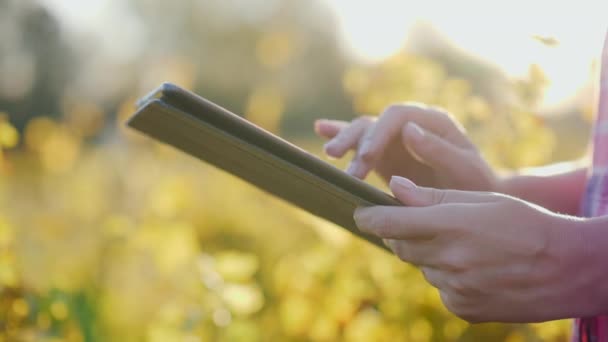 Les mains féminines travaillent avec la tablette. Dans le contexte d'un vignoble ou d'un champ au coucher du soleil. Gros plan 