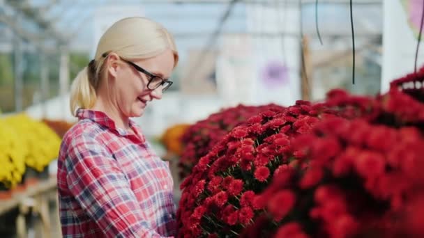 Μια γυναίκα αγοραστής επιλέγει λουλούδια για το σπίτι της. Εξετάζει χρυσάνθεμα στο φυτώριο των λουλουδιών — Αρχείο Βίντεο