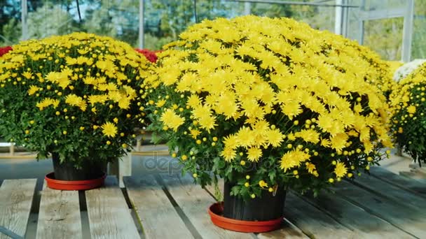 Βρύσες με κίτρινα χρυσάνθεμα σε ξύλινο πάγκο. Φυτώριο, έννοια της πώλησης λουλουδιών — Αρχείο Βίντεο