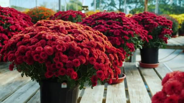 Hrnce s červenými chryzantémy na dřevěný pult. Lesní školka, koncept prodej květin — Stock video