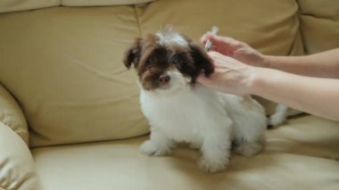 Küçük bir köpek yavrusu bir şırınga ile enjekte edilir. Evde aşıları