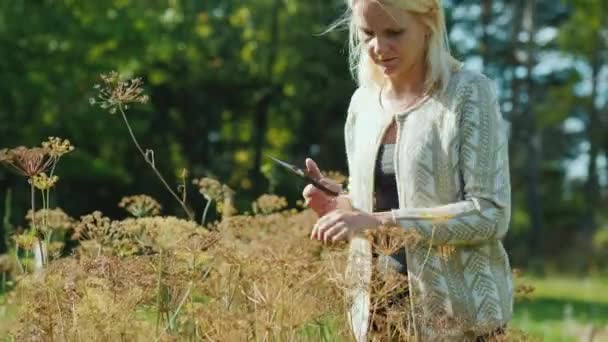 Una mujer con tijeras corta las semillas de eneldo. Trabajos de otoño en el jardín — Vídeos de Stock