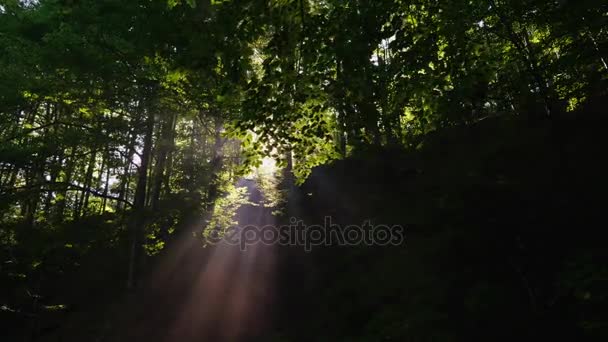 Les rayons du soleil levant sont saints à travers la forêt. Matin dans la forêt. Vidéo 4K 10 bits — Video