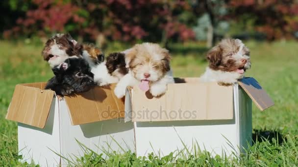 可爱的小狗在盒子里。即将到来的2018的象征 — 图库视频影像