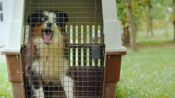 En rädd hund är desperat försöker komma ur buren — Stockvideo
