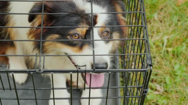 Um cão com olhos tristes senta-se numa gaiola. Vista de cima — Vídeo de Stock
