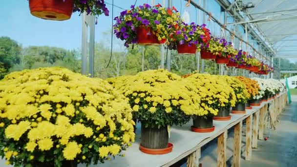 Una fila de flores en el mostrador en el viveroSteadicam tiro — Vídeo de stock