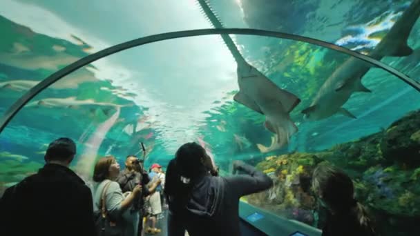 Toronto, Ontario, Kanada, říjen 2017: Lidé v tunelu skleněné akvárium. S obdivem dívají se na žraloka a sawfish v jejich hlavách, Ripleys Aquarium — Stock video