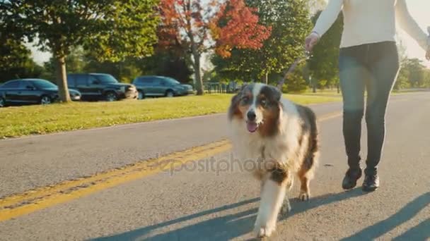 Evli bir çift el ele parkta yürüyüş. Yanlarında bir leashrd üzerinde bir köpektir. Steadicam atış — Stok video