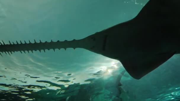 Ein riesiger Sägefisch schwimmt kopfüber in einem gläsernen Tunnel — Stockvideo