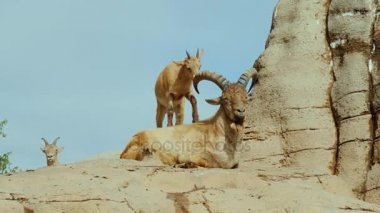 Komik küçük keçi ile büyük bir hayvanı çalış - onun toynak boynuzları üzerinde hits. Komik hayvanlar kavramı
