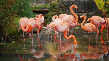 Pembe Amerikan suda otlatma Flamingos bir sürü