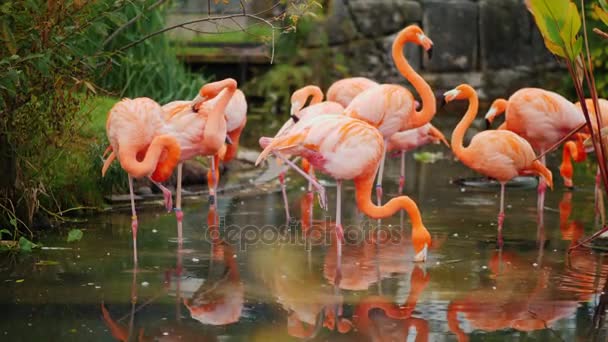 Um bando de Flamingos americanos cor-de-rosa pastando na água — Vídeo de Stock