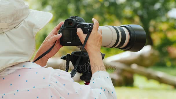 Toronto, Canadá, octubre de 2017: Un fotógrafo naturalista irreconocible fotografía a un animal con un gran teleobjetivo — Vídeos de Stock