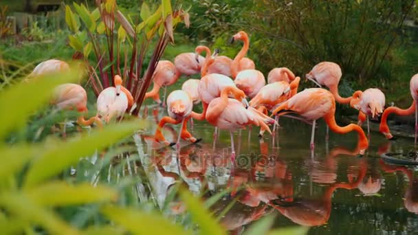 Un groupe de beaux flamants américains broutant dans des sous-bois verts. Se tenir en eau peu profonde 