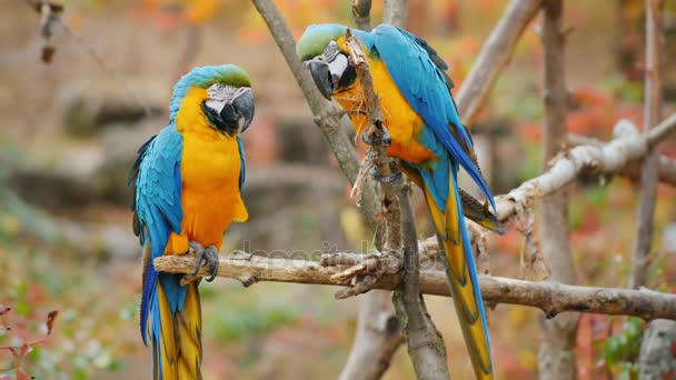 Quelques perroquets sont assis sur des branches dans la forêt. Aras bleu et jaune 