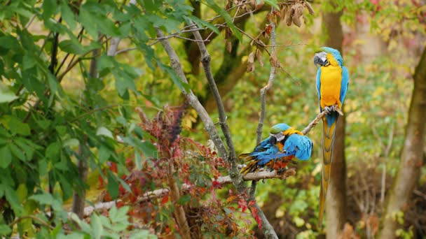 Dos loros se sientan en ramas en el bosque. Guacamayo azul y amarillo — Vídeos de Stock