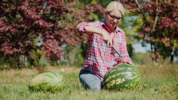 Una agricultora está cortando una sandía grande. Se asienta en un prado, otoño y concepto de cosecha — Vídeo de stock