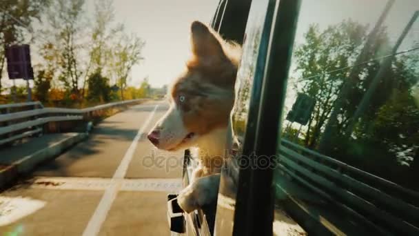 Zaskoczony pies wygląda przez okno samochodu. Podróżowanie ze zwierzęciem — Wideo stockowe