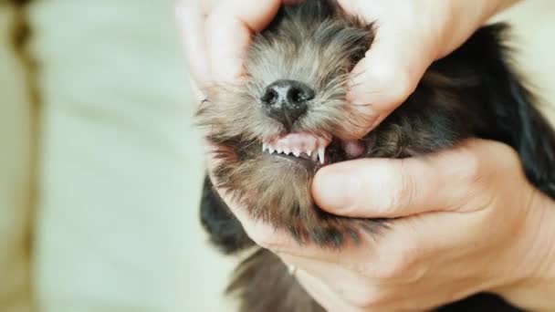 Overbit ile köpek yavrusu. Bir kadın bir köpek dişleri inceliyor — Stok video