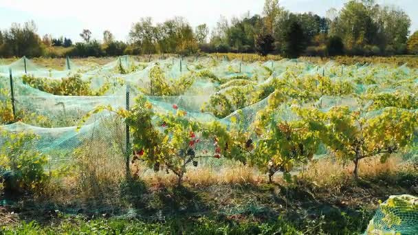 Vinhedo com uvas vermelhas maduras. Coberto com uma rede de protecção de aves — Vídeo de Stock