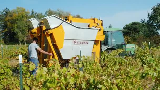 Wilson, NY, USA, October 2017: Farmers work in the vineyard. Tractor pulls a special machine that collects grapes — Stock Video