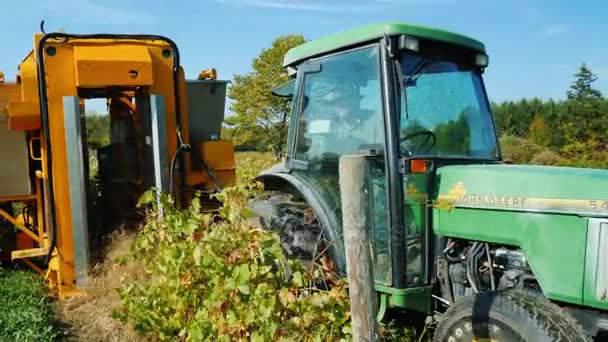 Wilson, Ny, Amerikai Egyesült Államok, október 2017: Gazdálkodók betakarítás a termés, a szőlő. A traktor húzza egy speciális gép, szőlő betakarítása. Steadicamnél lövés — Stock videók