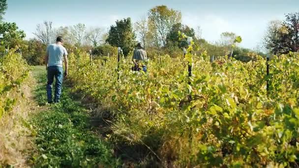 Dos agricultores caminan a lo largo del viñedo, mirando las uvas. Enólogos en el trabajo — Vídeos de Stock