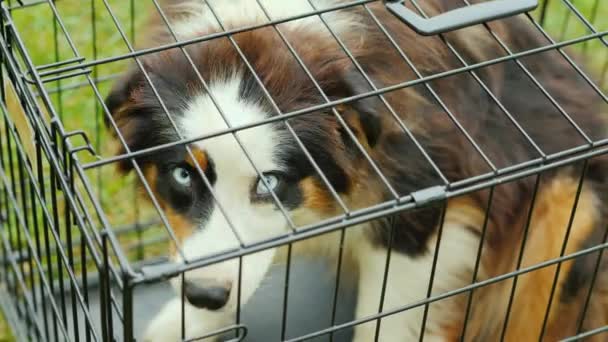 Vue de dessus : Un chien triste est assis dans une petite cage pour le transport — Video
