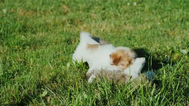 小さな子犬が楽しい草で遊ぶ — ストック動画